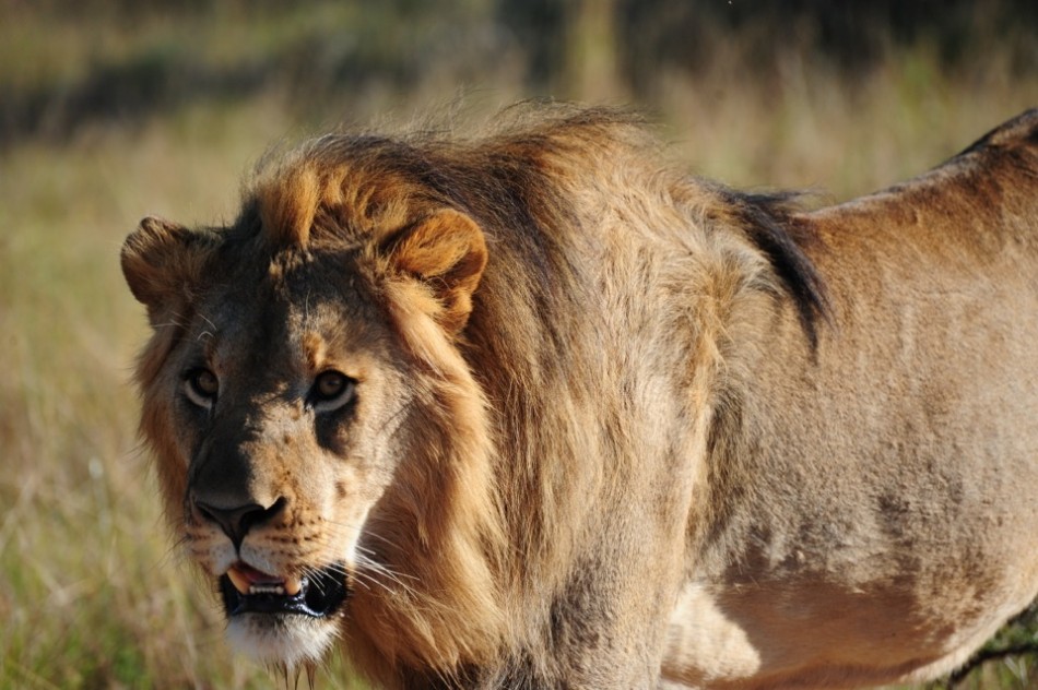 Shamwari - GD4 - Young Adult Male Lion