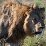 Shamwari - GD4 - Young Adult Male Lion