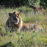 Shamwari - GD4 - Young Adult Male Lion