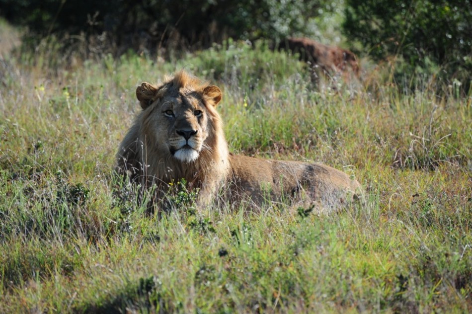 Shamwari - GD4 - Young Adult Male Lion