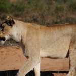 Shamwari - GD4 - Checking Back in With the Lioness