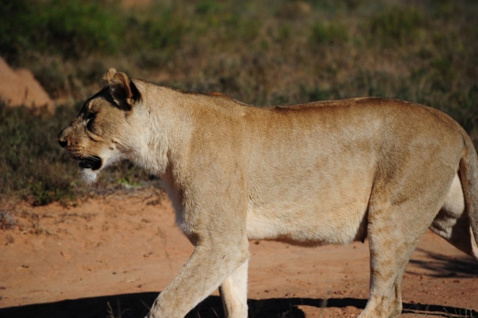 Shamwari - GD4 - Checking Back in With the Lioness