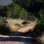 Shamwari - GD5 - Aardwolf