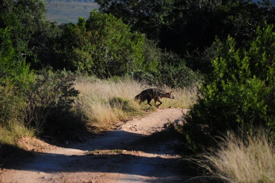 Shamwari - GD5 - Aardwolf