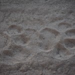 Shamwari - GD5 - Lion Tracks
