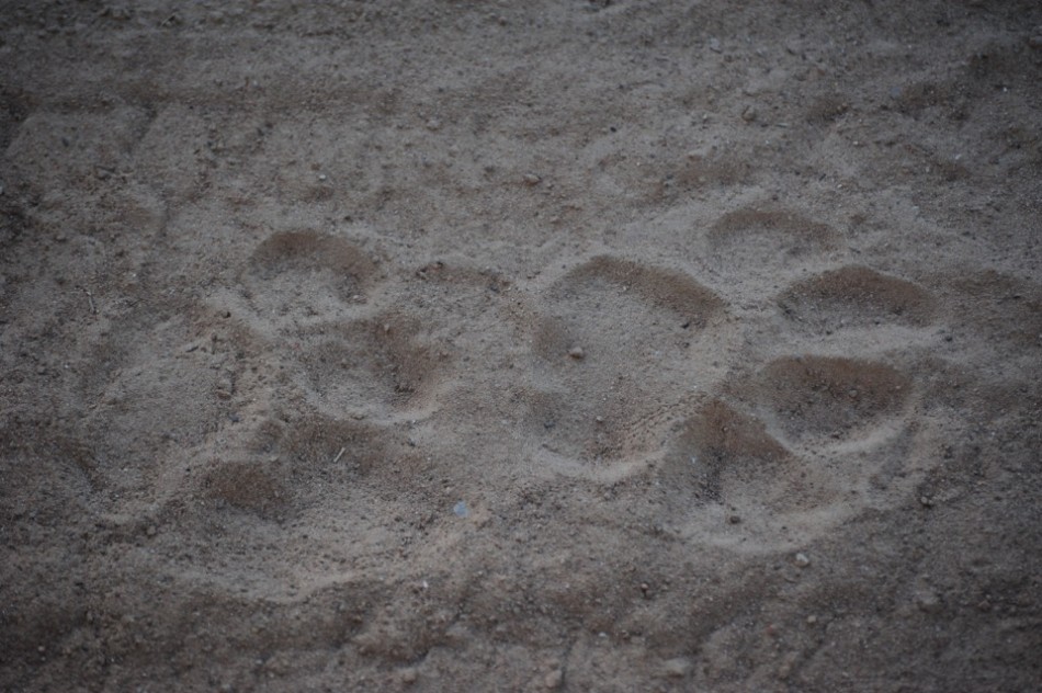 Shamwari - GD5 - Lion Tracks
