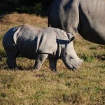 Shamwari - GD5 - Baby Rhino