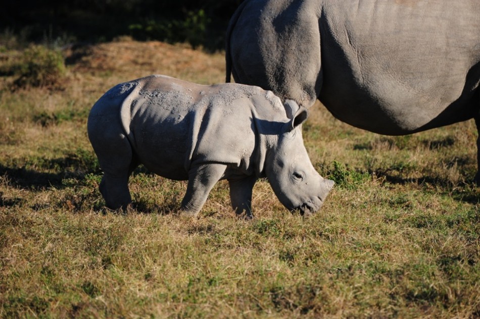 Shamwari - GD5 - Baby Rhino