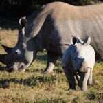 Shamwari - GD5 - Baby Rhino with Mother