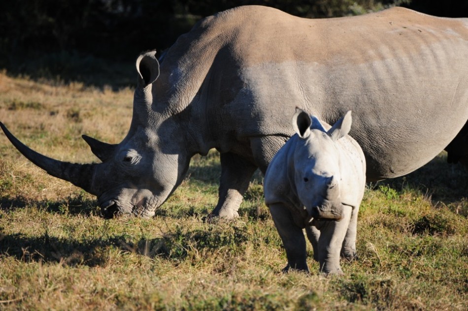 Shamwari - GD5 - Baby Rhino with Mother