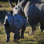 Shamwari - GD5 - Baby Rhino with Mother