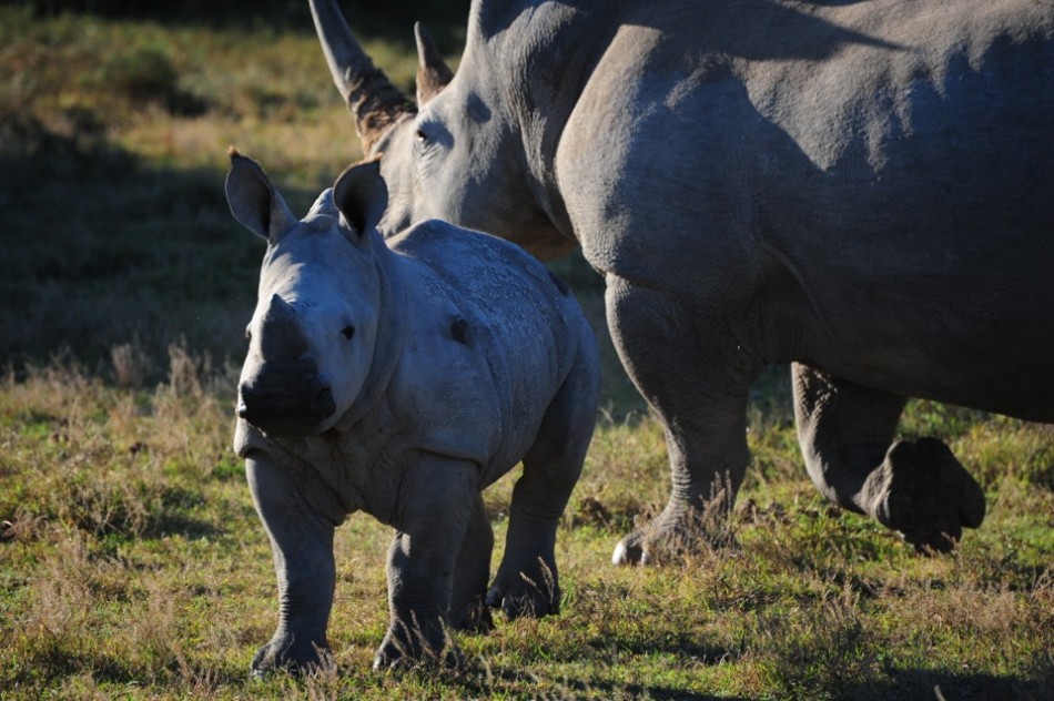 Shamwari - GD5 - Baby Rhino with Mother