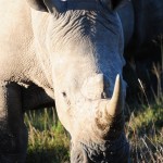 Shamwari - GD5 - White Rhino