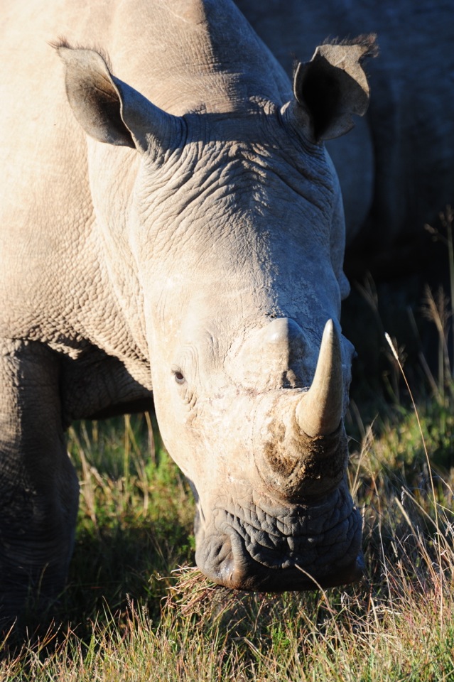 Shamwari - GD5 - White Rhino