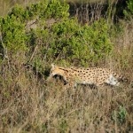 Shamwari - GD6 - Caracal
