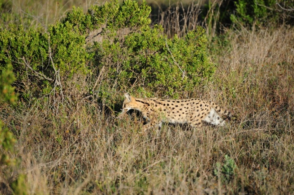 Shamwari - GD6 - Caracal