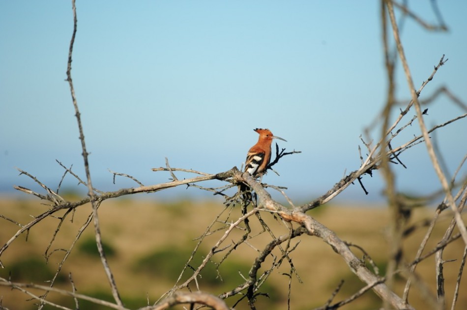 Shamwari - GD6 - Bird