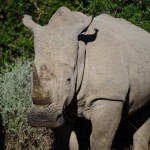 Shamwari - GD6 - White Rhino
