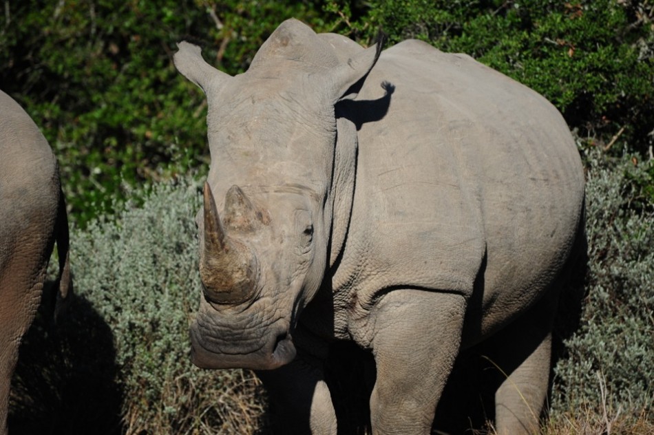 Shamwari - GD6 - White Rhino