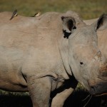 Shamwari - GD6 - White Rhino