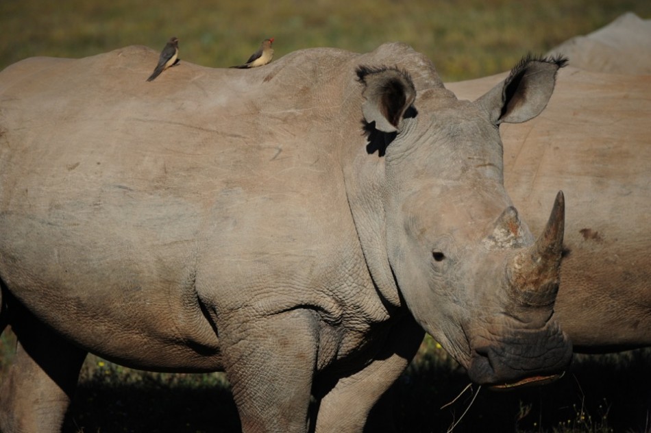 Shamwari - GD6 - White Rhino