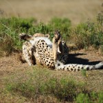 Shamwari - GD6 - Cheetah Rolling Over