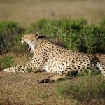 Shamwari - GD6 - Cheetah Yawn