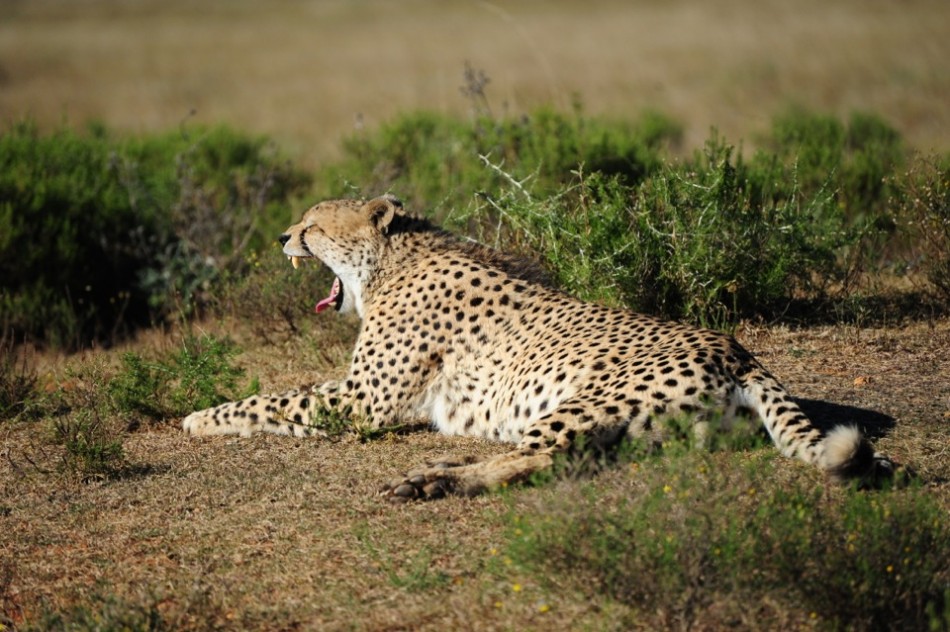 Shamwari - GD6 - Cheetah Yawn