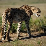 Shamwari - GD6 - Cheetah Looking for a Spot to Nap