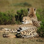 Shamwari - GD6 - Cheetah's Resting