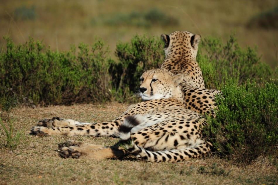 Shamwari - GD6 - Cheetah's Resting