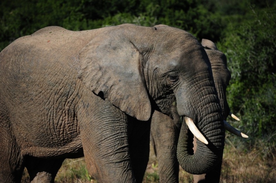 Shamwari - GD6 - Elephants