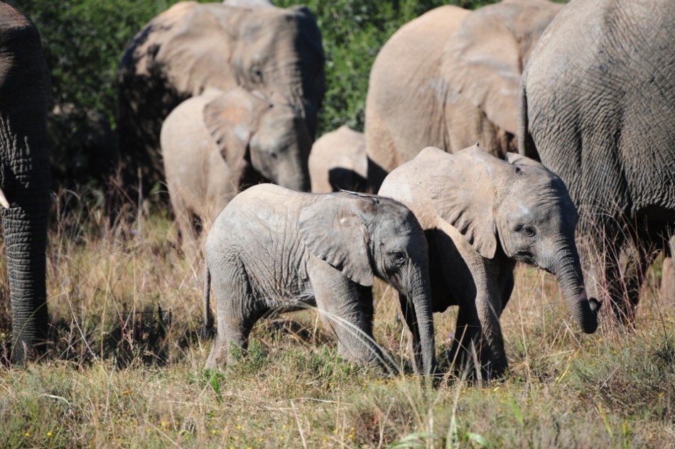 Shamwari - GD6 - Baby Elephants