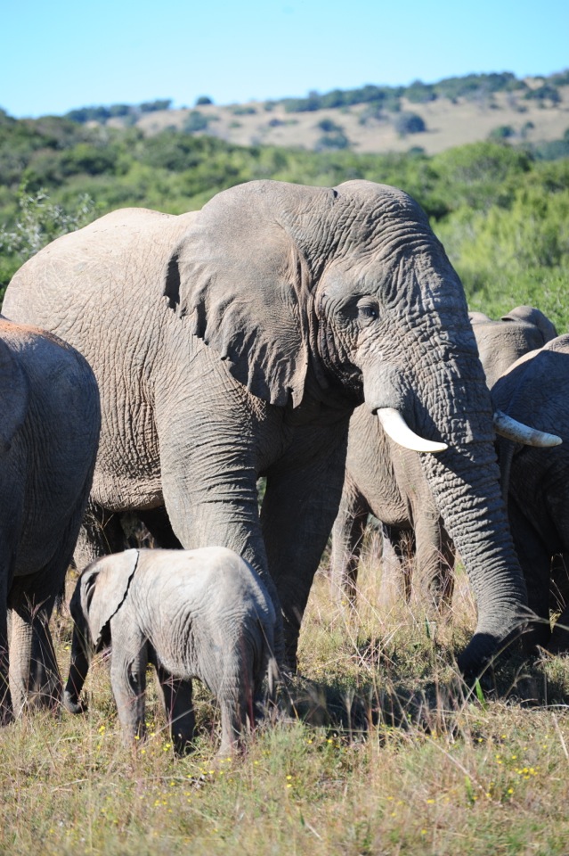 Shamwari - GD6 - Elephant Family